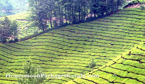 munnar tea gardens